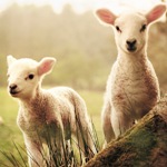 Lambs_-_1x1
